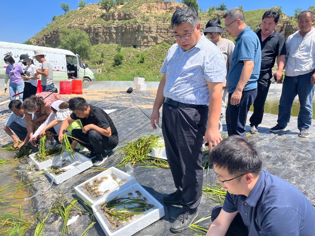 宁波大学将青蟹养殖技术送到陕西省榆林市 学校供图.jpg 宁波大学将青蟹养殖技术送到陕西省榆林市 学校供图.jpg